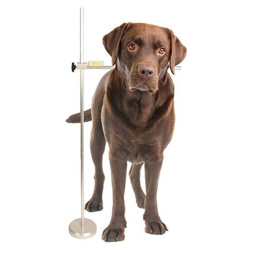Medidor para perros y gatos