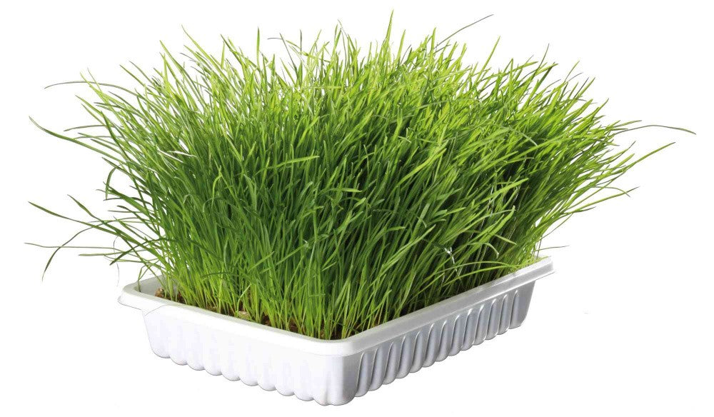 Hierba Blanda