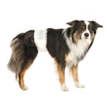 Pañales para Perros Macho - Pack