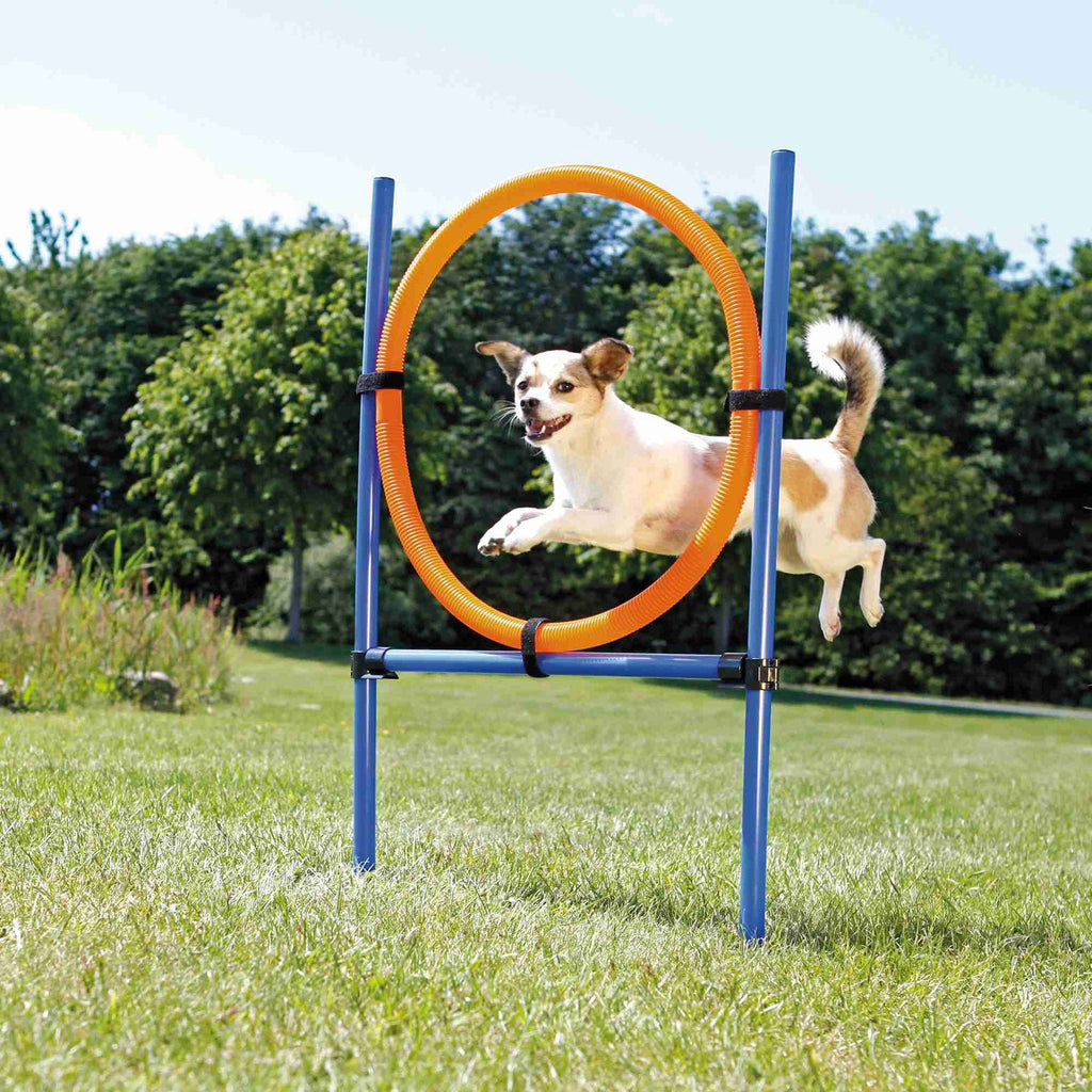 Aro para Agility azul/naranja