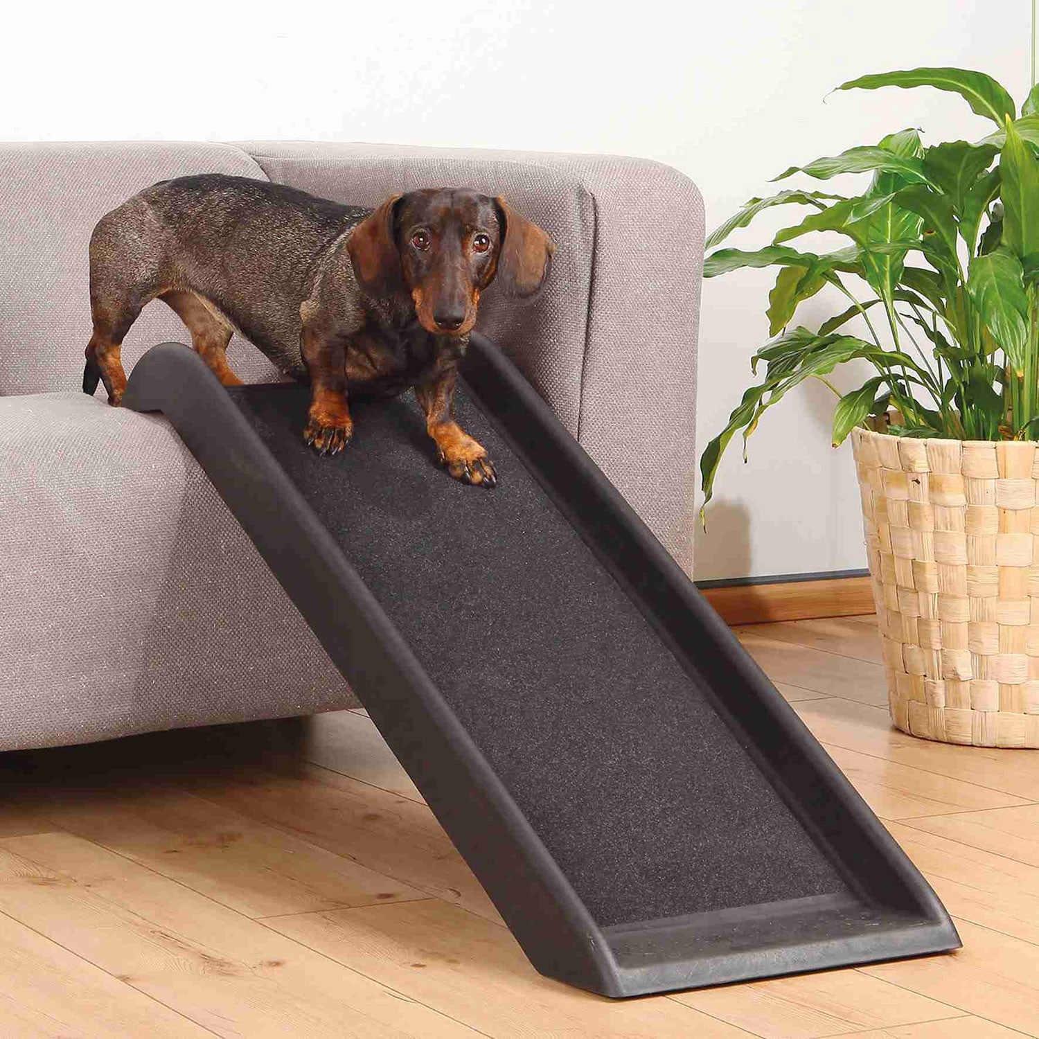 Rampa Petwalk negro