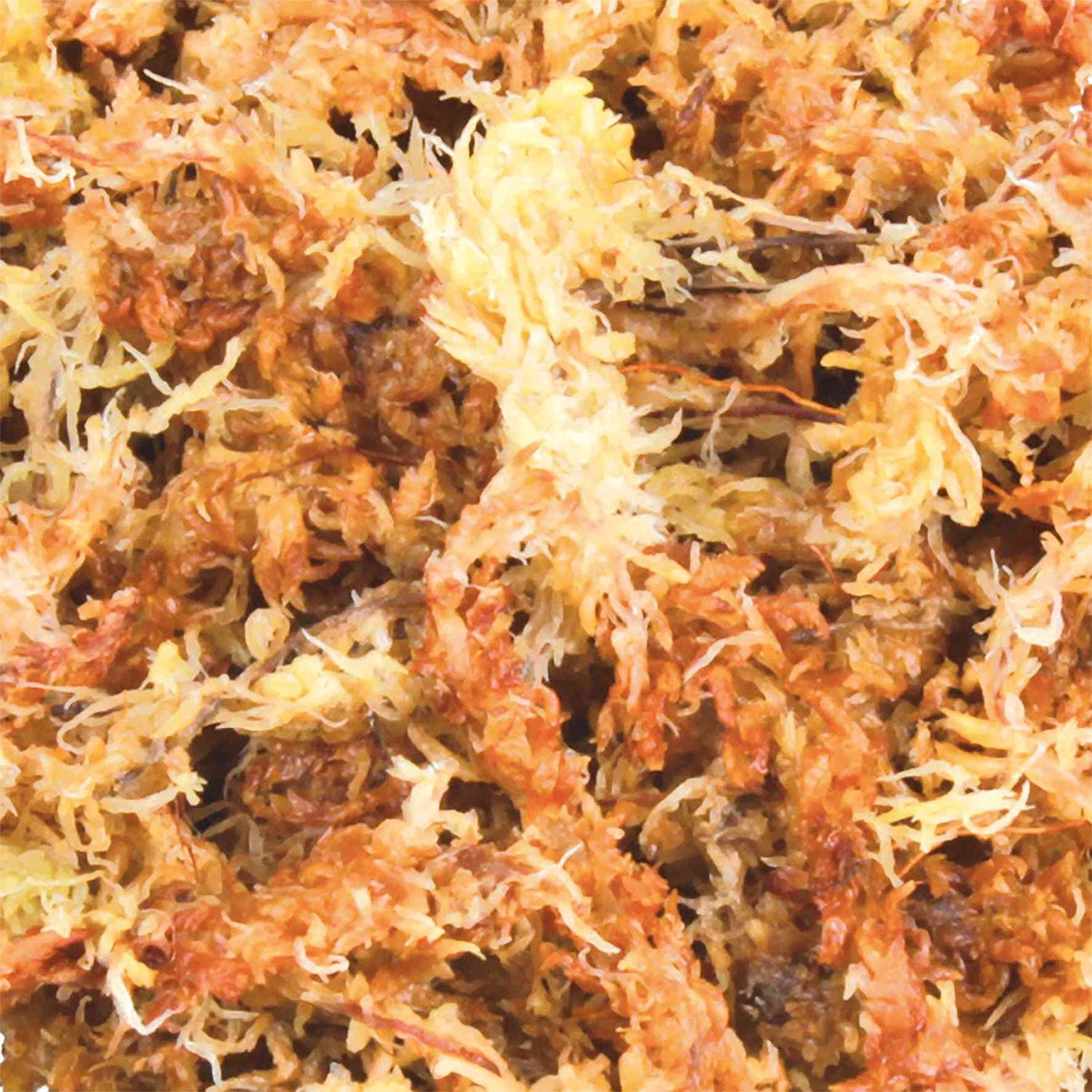 Musgo Sphagnum