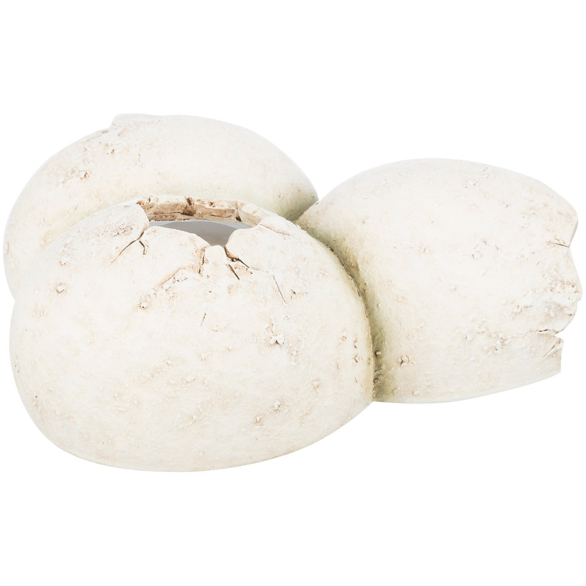 Cueva Reptiles, huevos