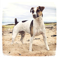 Tarjeta Jack Russell en la Playa