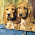 Tarjeta 2 Cockers Spaniel