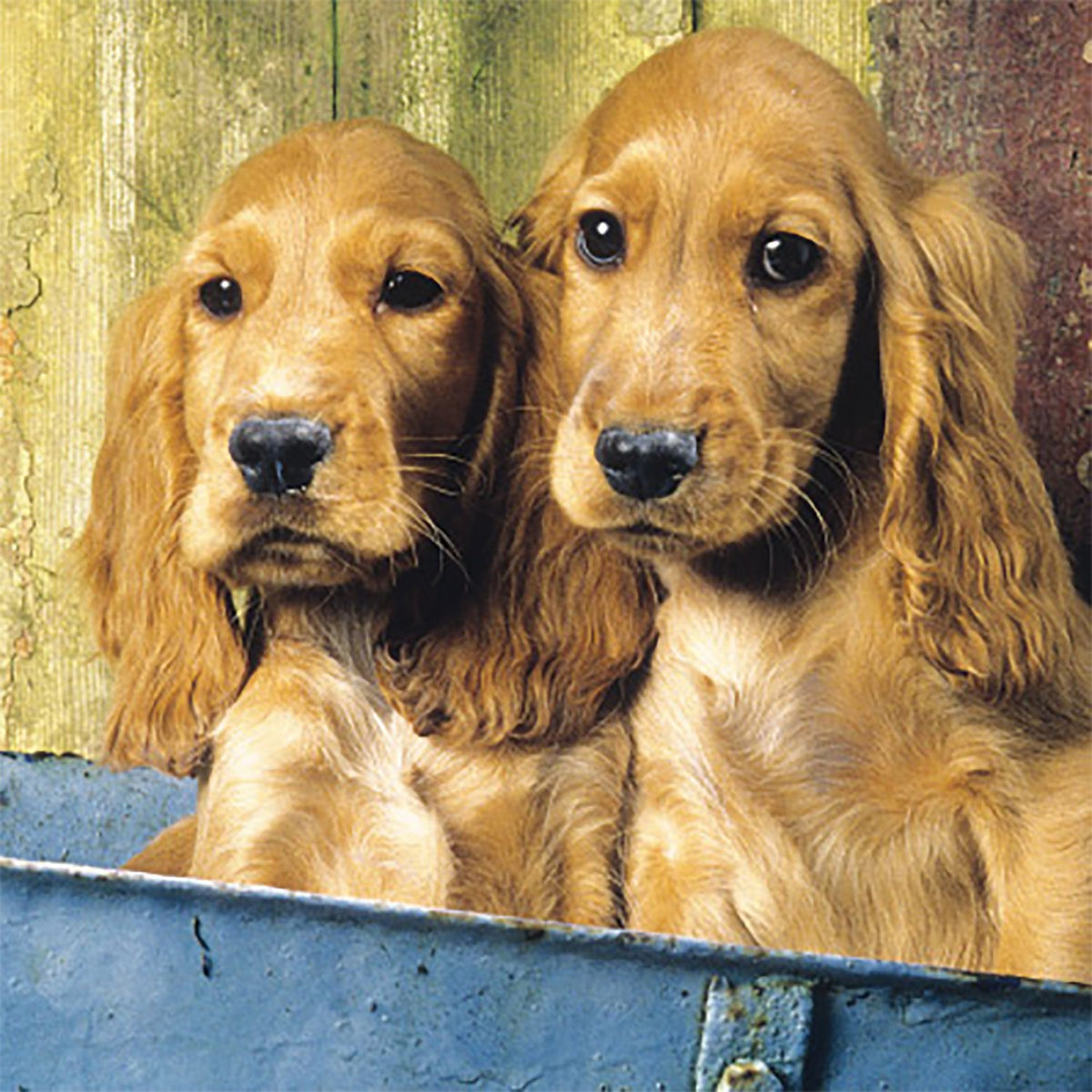 Tarjeta 2 Cockers Spaniel