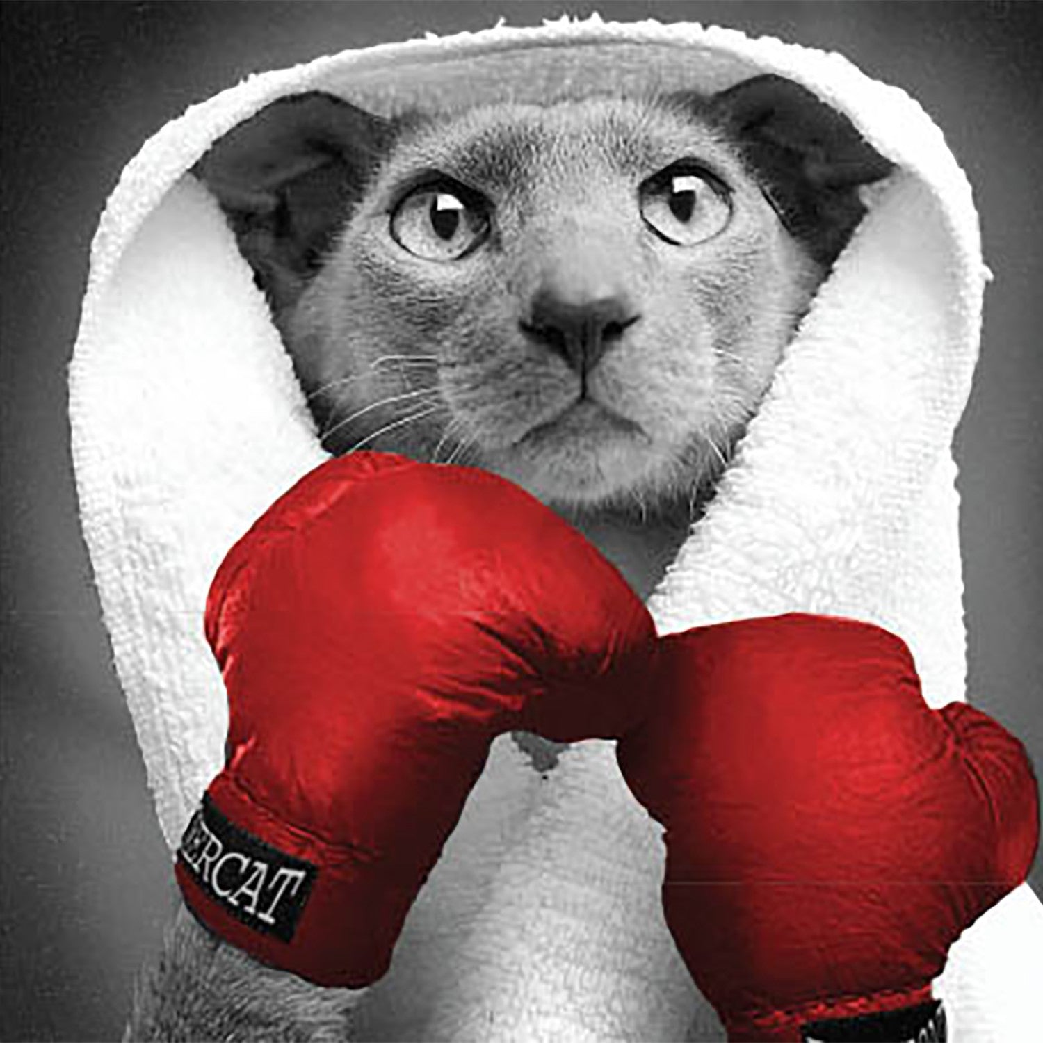 Tarjeta B/N Gato Guantes Boxeo