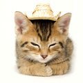 Tarjeta Gatito con Sombrero