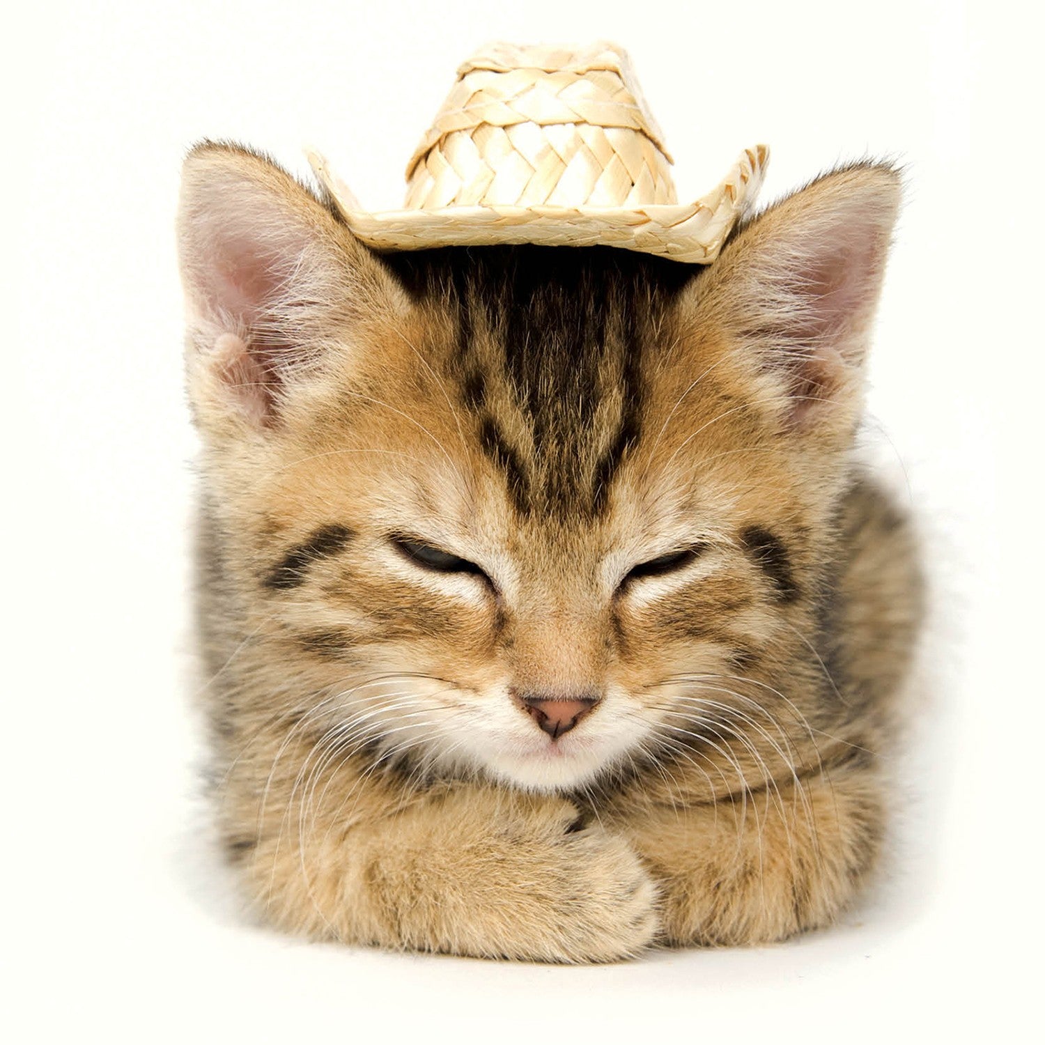 Tarjeta Gatito con Sombrero