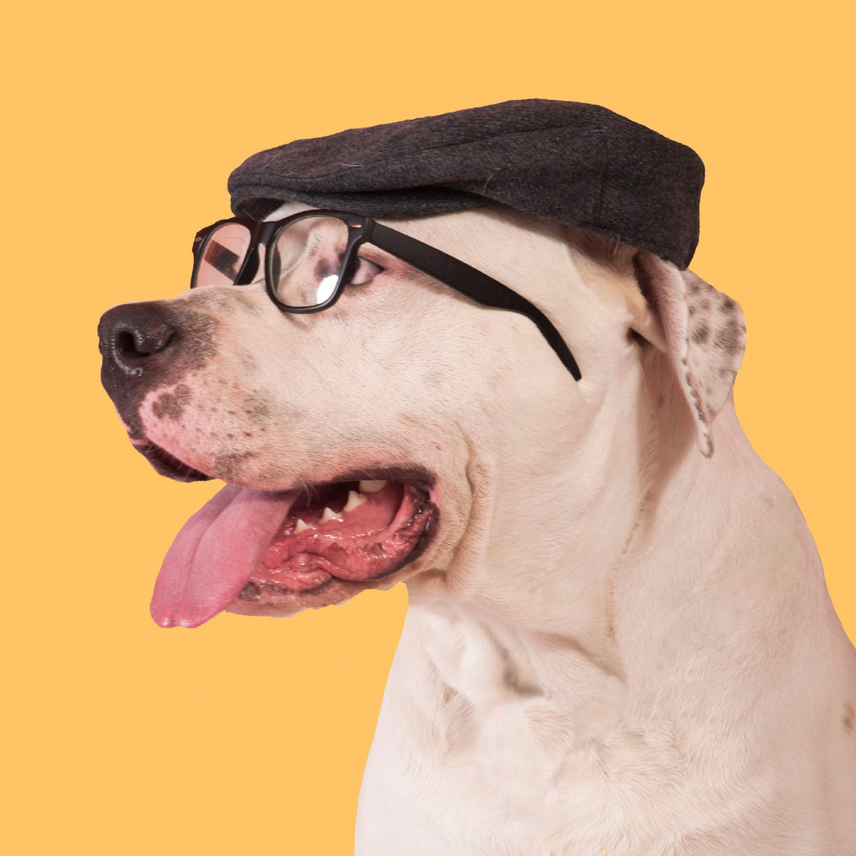 Tarjeta Fashion Perro con Gorro y Gafas