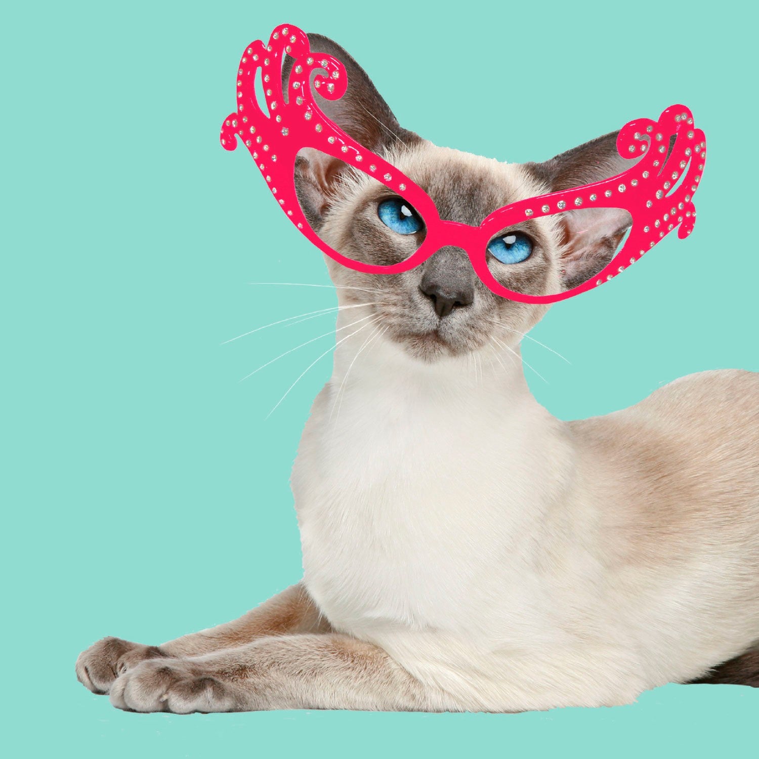 Tarjeta Fashion Gato Siamés con Gafas