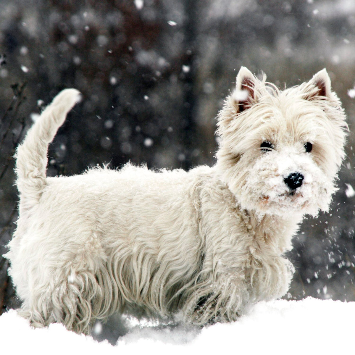 Tarjeta Westie en la Nieve