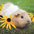 Tarjeta Cobaya con Flores