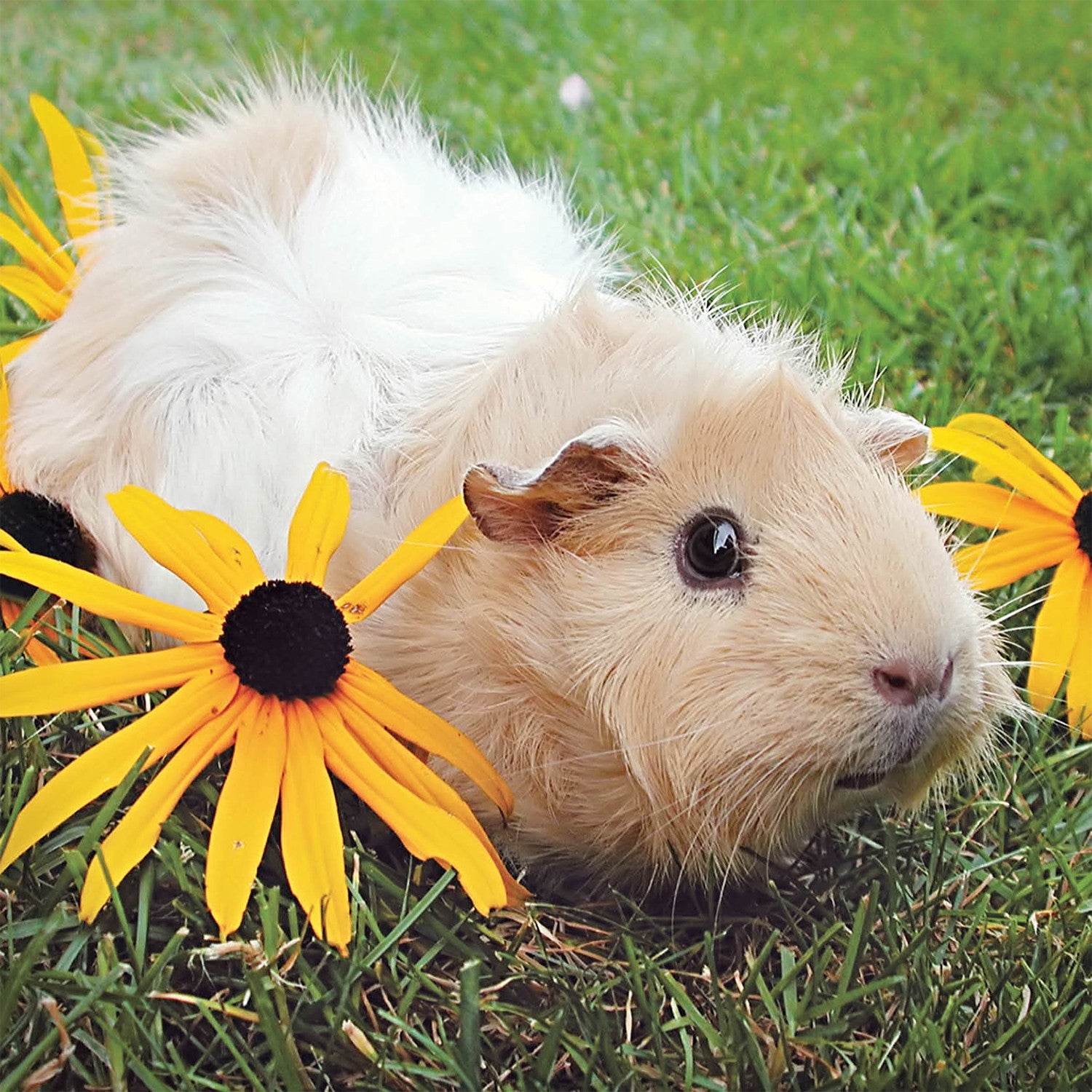 Tarjeta Cobaya con Flores