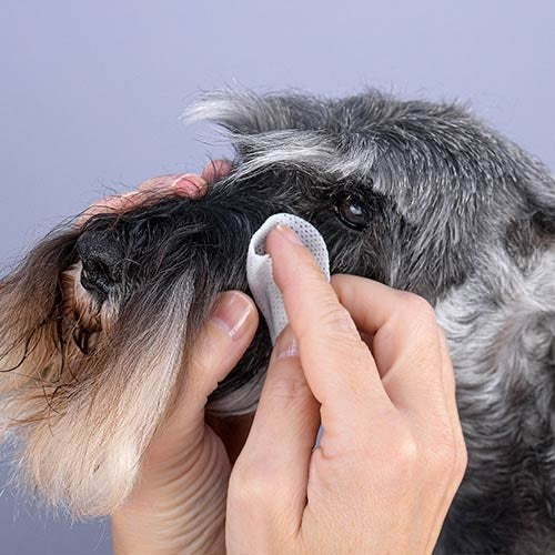 Toallitas limpiadoras ojos y lagrimal Ibáñez