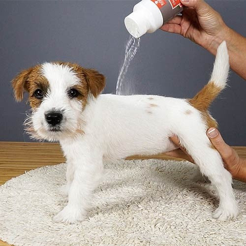 Champú En seco Ibáñez Dry shampoo (polvo)