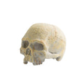 Exo Terra Calavera Fluorescente