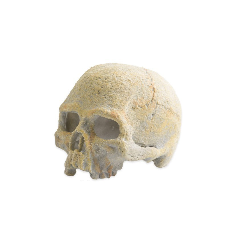 Exo Terra Calavera Fluorescente