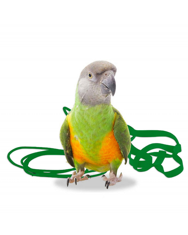 Arnes Aviator para pájaros