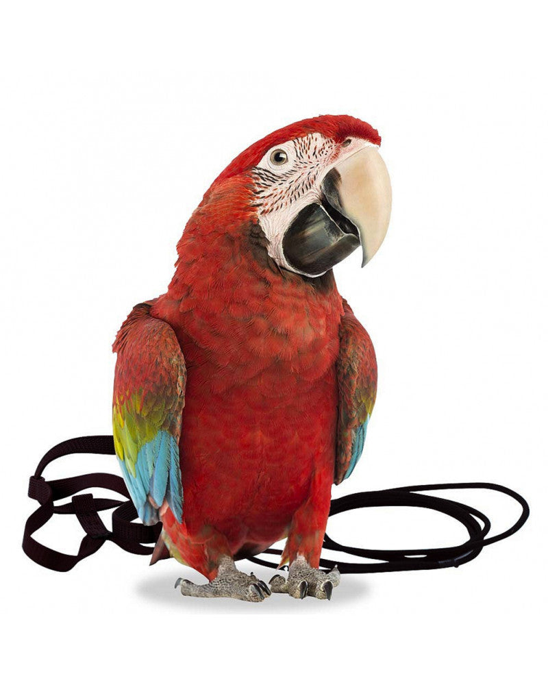 Arnes Aviator para pájaros