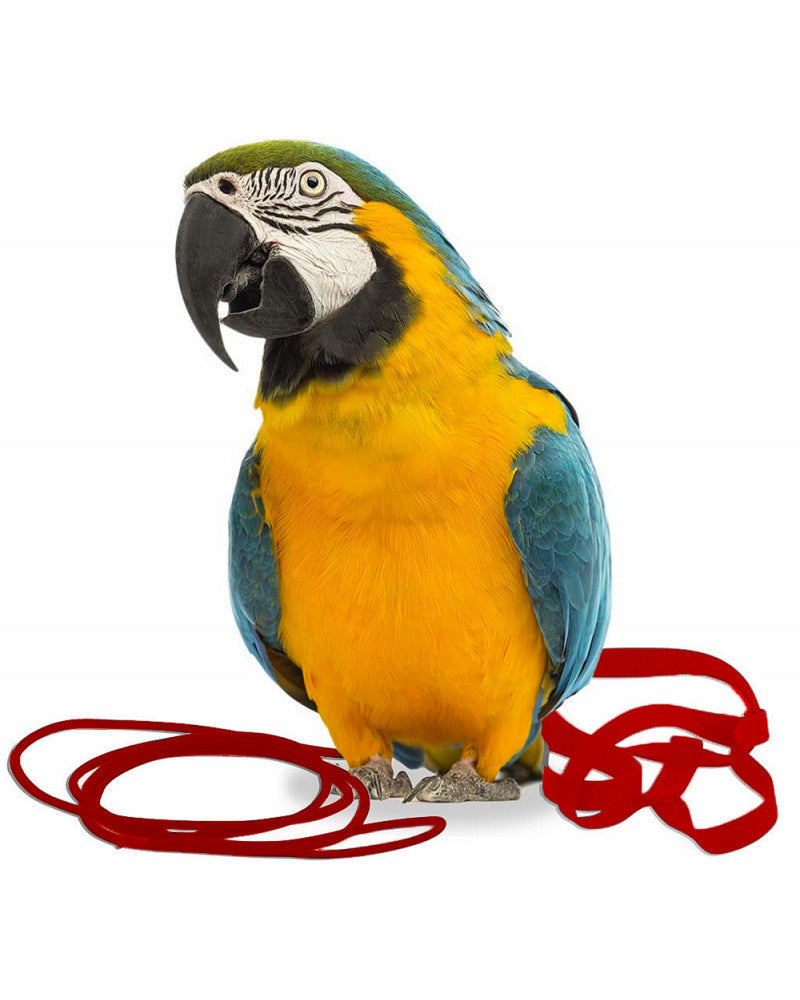 Arnes Aviator para pájaros
