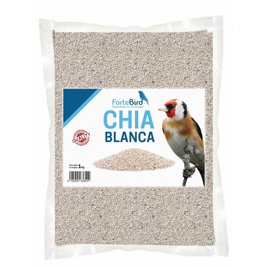 Chia Blanca Fortebird