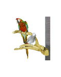 Java Multibranch Xlarge