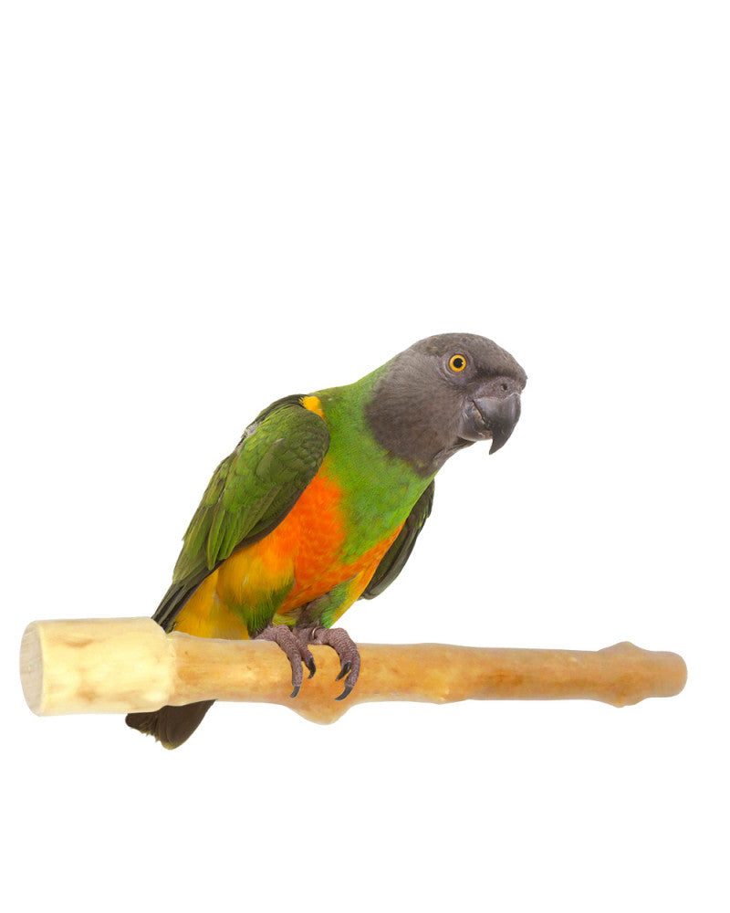 I Branch 25 cm-Small-WW