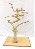 Java Tree BL New