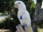 Arnes Aviator para pájaros