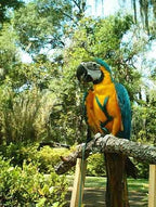 Arnes Aviator para pájaros