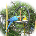Play Ring Guacamayo