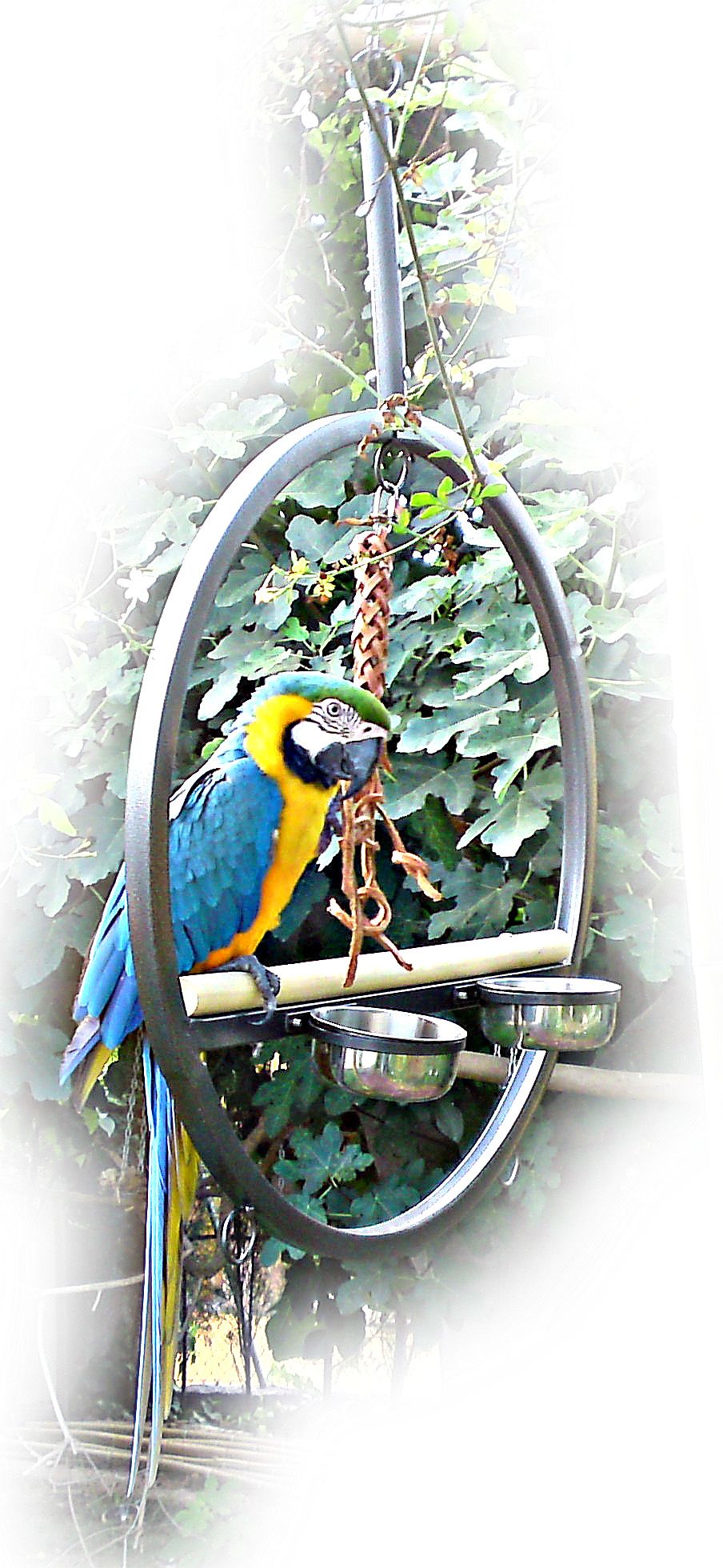 Play Ring Guacamayo