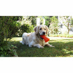BIONIC Hueso, M12cm