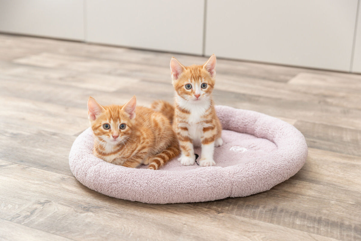 Junior Cama Gatos