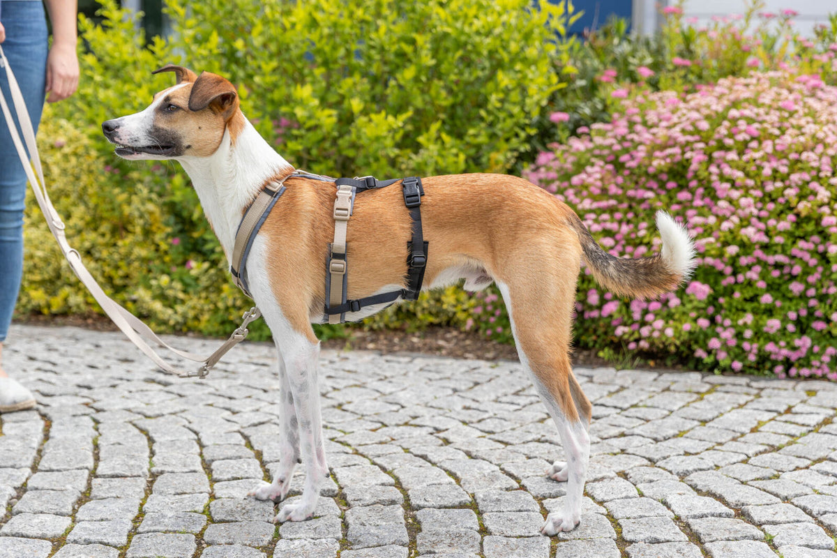 Adaptador antipánico Stay para arneses