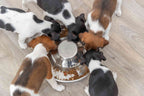 Junior Comedero para cachorros, acero inoxidable