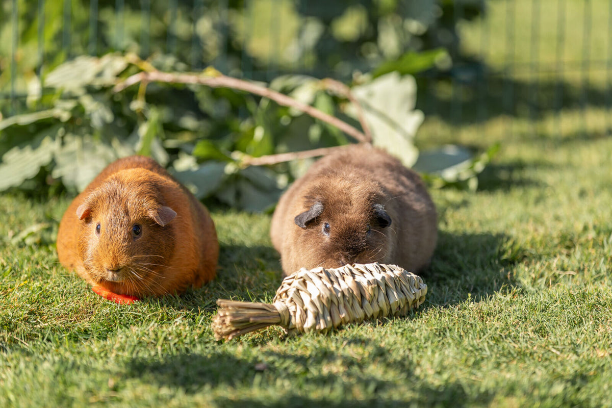 Juguete de Hierba Zanahoria