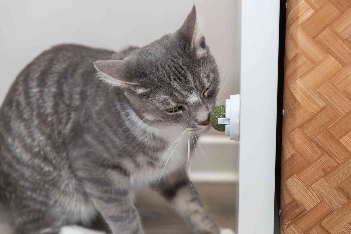 Pelota Catnip con soporte