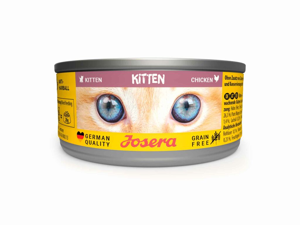 Kitten Húmedo