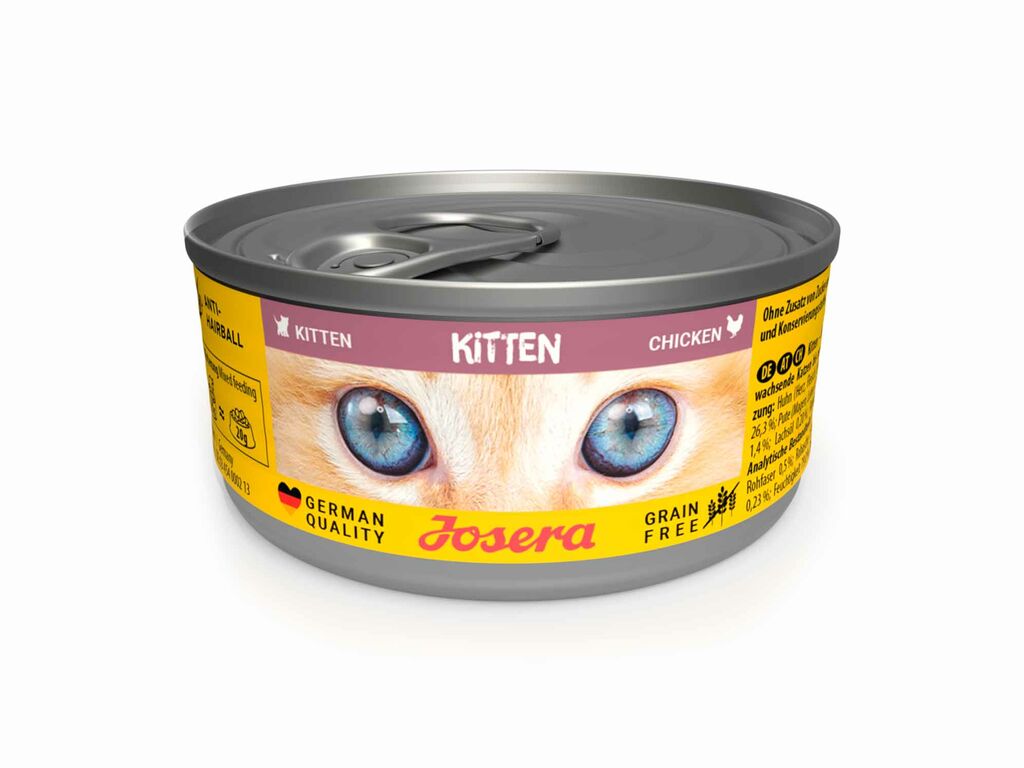 Kitten Húmedo