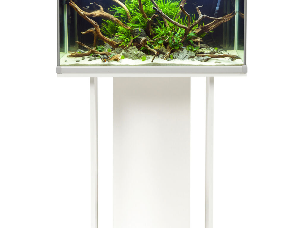 Acuario FAMILY