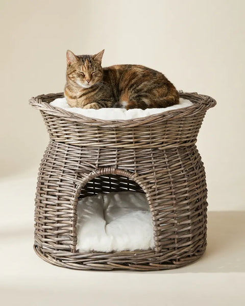 Gatos