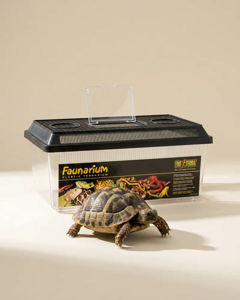 Reptiles y tortugas