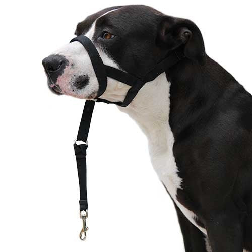 Dog guider Ibáñez Dogway