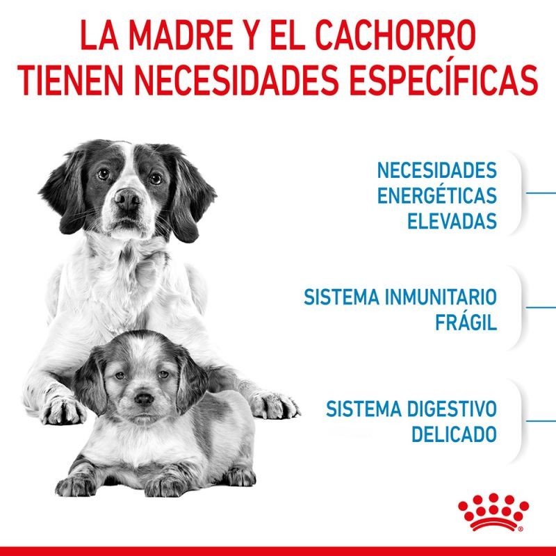 Royal Canin Medium Starter Pienso para Perros