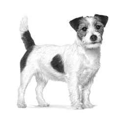Royal Canin Diet Canine Dental Special Small Dog