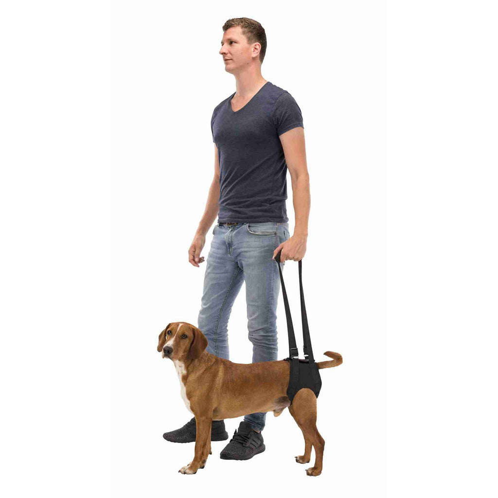 Andador para perros