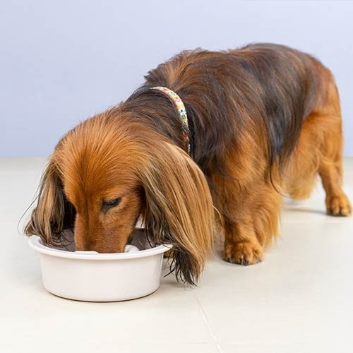 Ibañez Comedero Come-Despacio para Perros