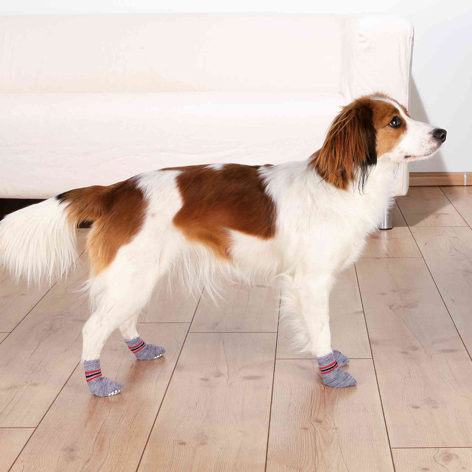 Calcetines Perro